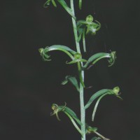 Habenaria viridiflora (Rottler ex Sw.) R.Br. ex Spreng.